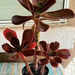 Beautiful Large Echeveria Variety Succulent Plant See Below