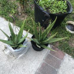 Plantas De Dávila 