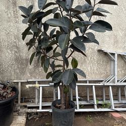 Beautiful, healthy rubber tree