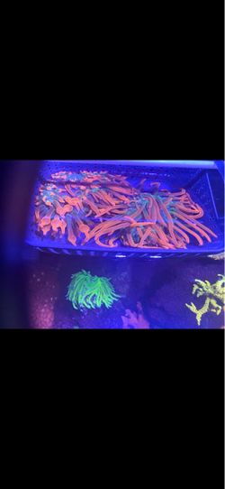 Rainbow bubble tip