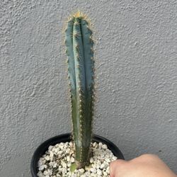 Blue Torch Cactus Pilosocereus pachycladus