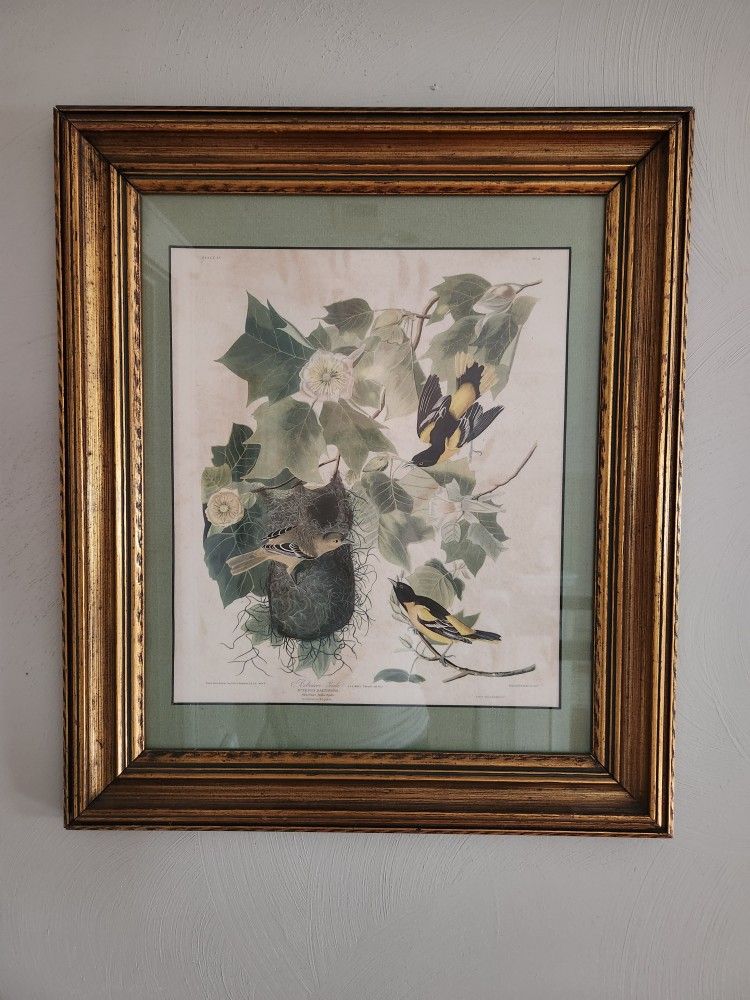 Beautiful Vintage Framed Bird Print for Sale in Norfolk, VA OfferUp