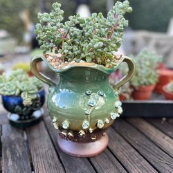 Succulents