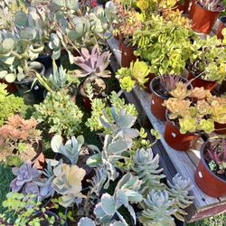 Variety Of Succulents Plants 