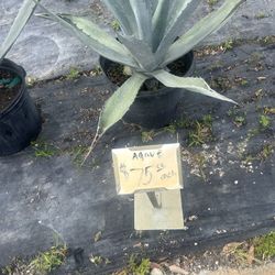 Agave