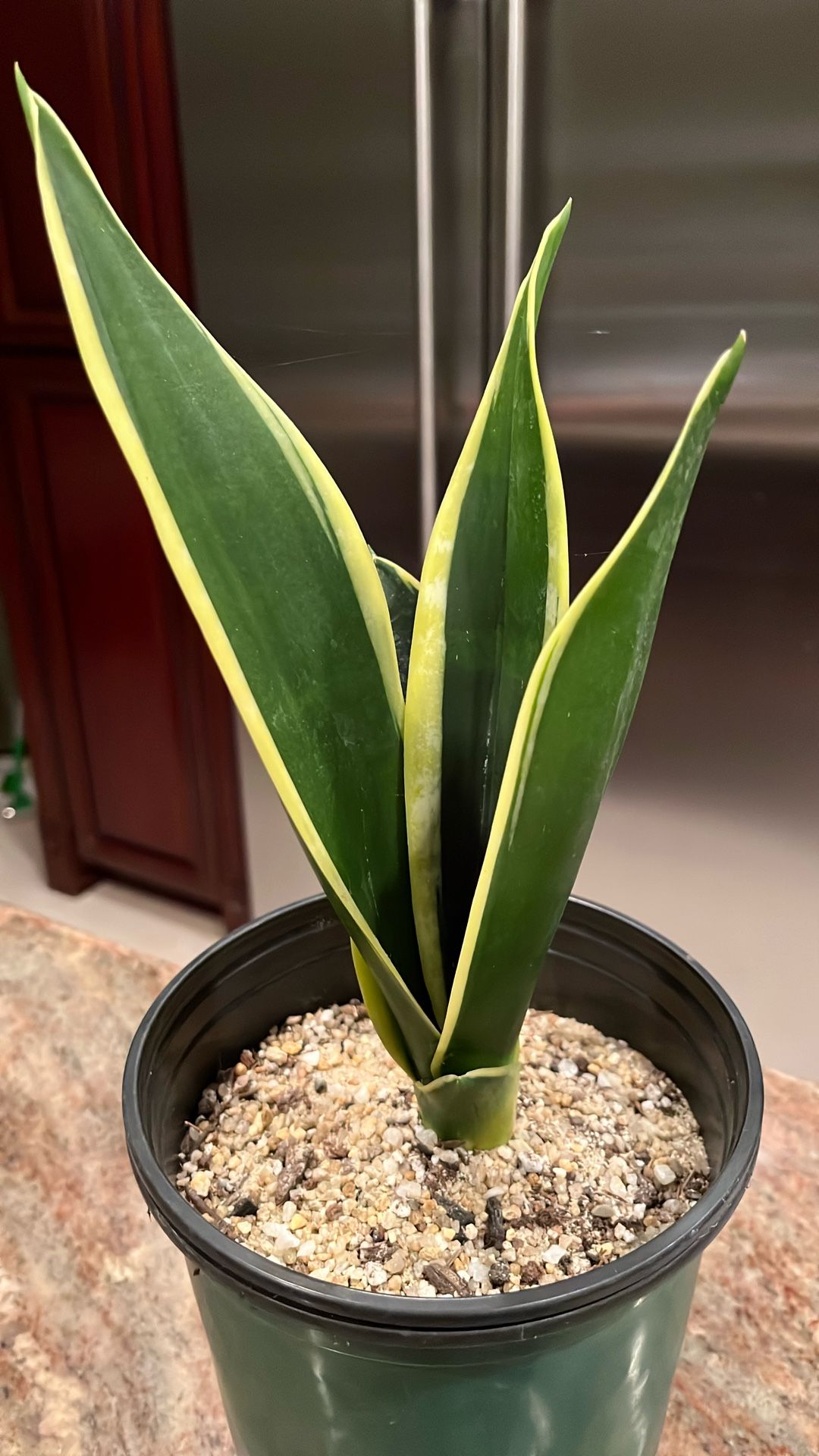 Sansevieria Black Gold