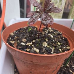 Garden Plant Piony White