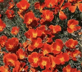 Beautiful Blanket Flowers Plant. Returns Every Year. Pest Resistant