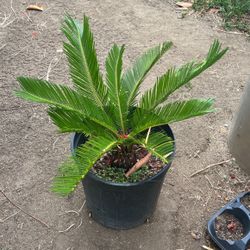 Sago Palm