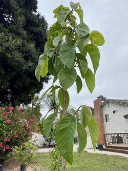 Organic Cherimoya Trees Setting Fruit