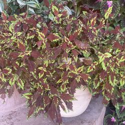 Plant