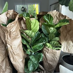 Only Fiddle Fig Leaf Plants Left; Can Custom Order 