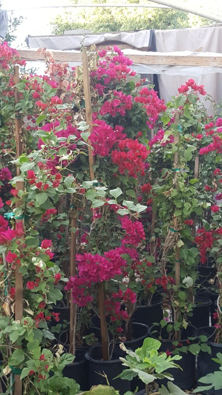 Bongamilias