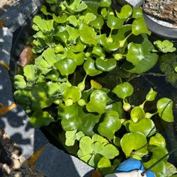 Water Plant 1 .00