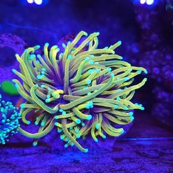 Beautiful Reef Tank Decor