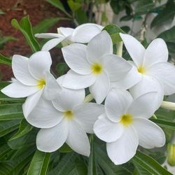 Plumeria BRIDAL BOUQUET CUTTINGS
