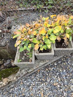 Planter (Concrete) (6)  1  Foot × 35 Wide Xtall 10