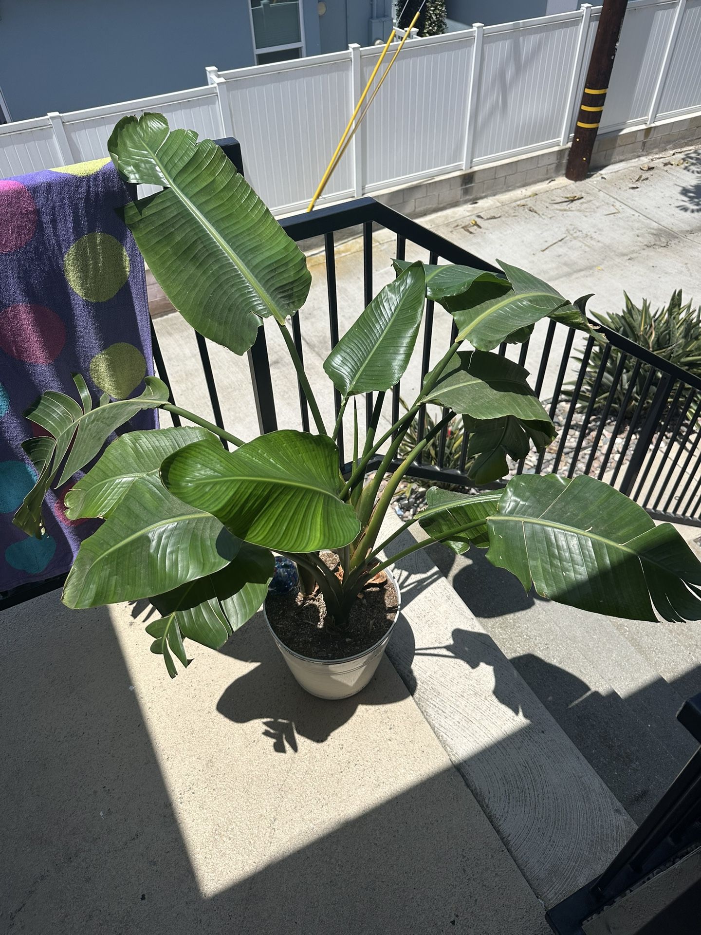 House Plant