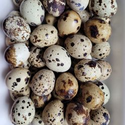 Corturnix Quail