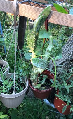 Cactus