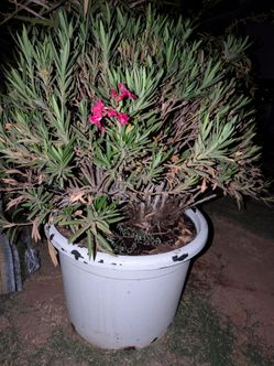 Deep pink Orleanders