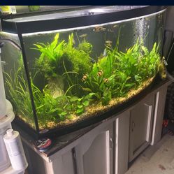 70 Gallon Fish Tank