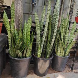 Snake Plants 