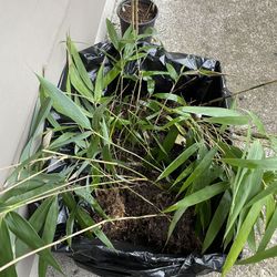 Small Bamboo Plants 