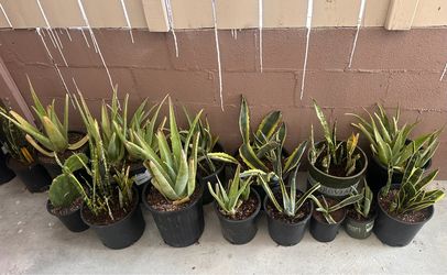 Plant Sale 🌱 Aloe, Snake Plants & More
