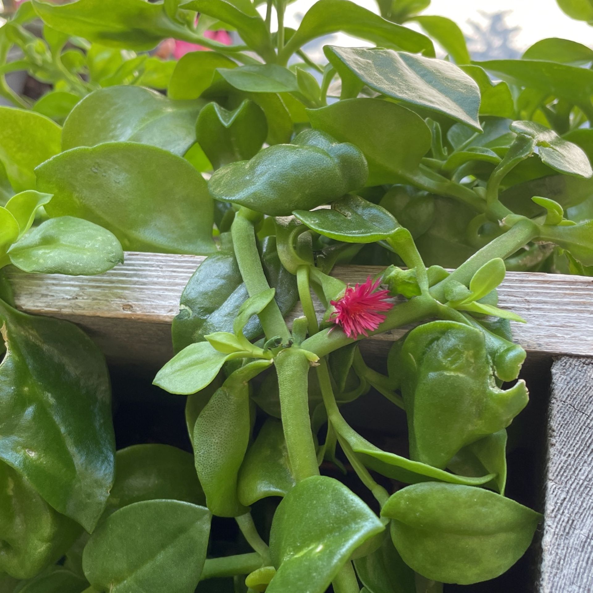 Beautiful, Flowering, Succulent Vine with pink flower