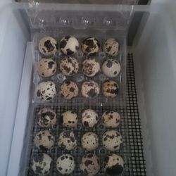 Button And Jumbo Coturnix Quail Eggs 