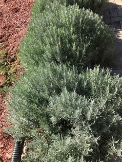 Four Free Lavender Plants
