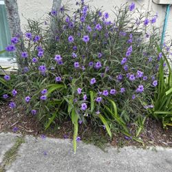 FREE CUTTING OF Purple Petunia 
