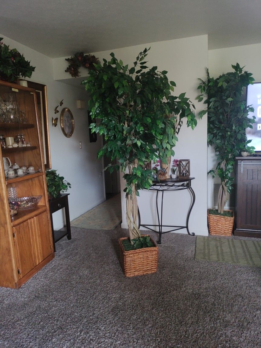 Beautiful Tree $40