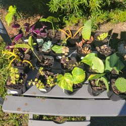 Small Succulents 