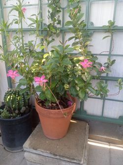 Plant