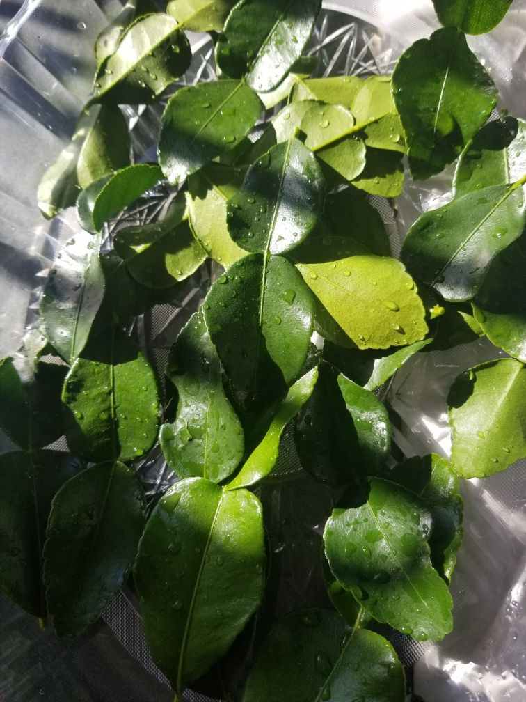 Kaffir or Makrut Lime Leaves