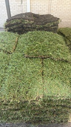 Grass St Agustine,Berrmuda,zoysia