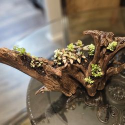 Real Tree Stump Planter Treated & Ready To Go