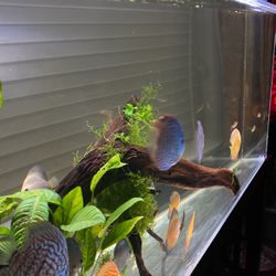 Fish Tank  Acrylic 