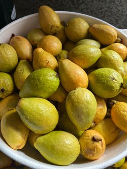 Fresh Guavas Mixed Ripeness Bulk Lot