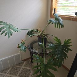 Healthy Indoor Plant