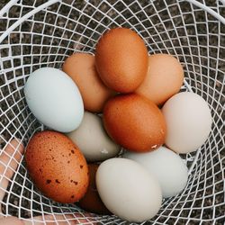 Fresh Eggs Huevos Frescos