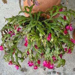 Christmas Cactus; Old Fashioned NOT A Hybrid