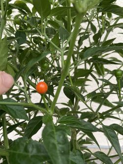 Planta De Chile Chiltepin Con Chiles , En Maceta De 1 Gallones Pick Up Only