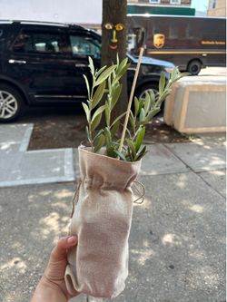 Live Olive Tree