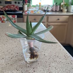 GHOST. AGAVE.  CUTTING/SUCCULENT