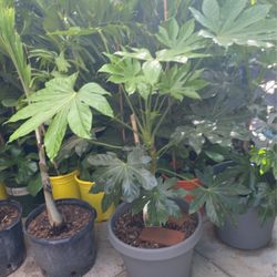 Japanese Aralia