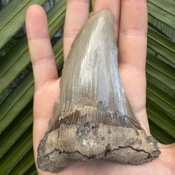 Massive 4.31” Angustidens Fossil Shark Tooth – Prehistoric Megalodon Ancestor – SC Discovery