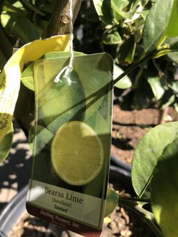 Bears Lime Tree 15gal $200, 25gal Size $450